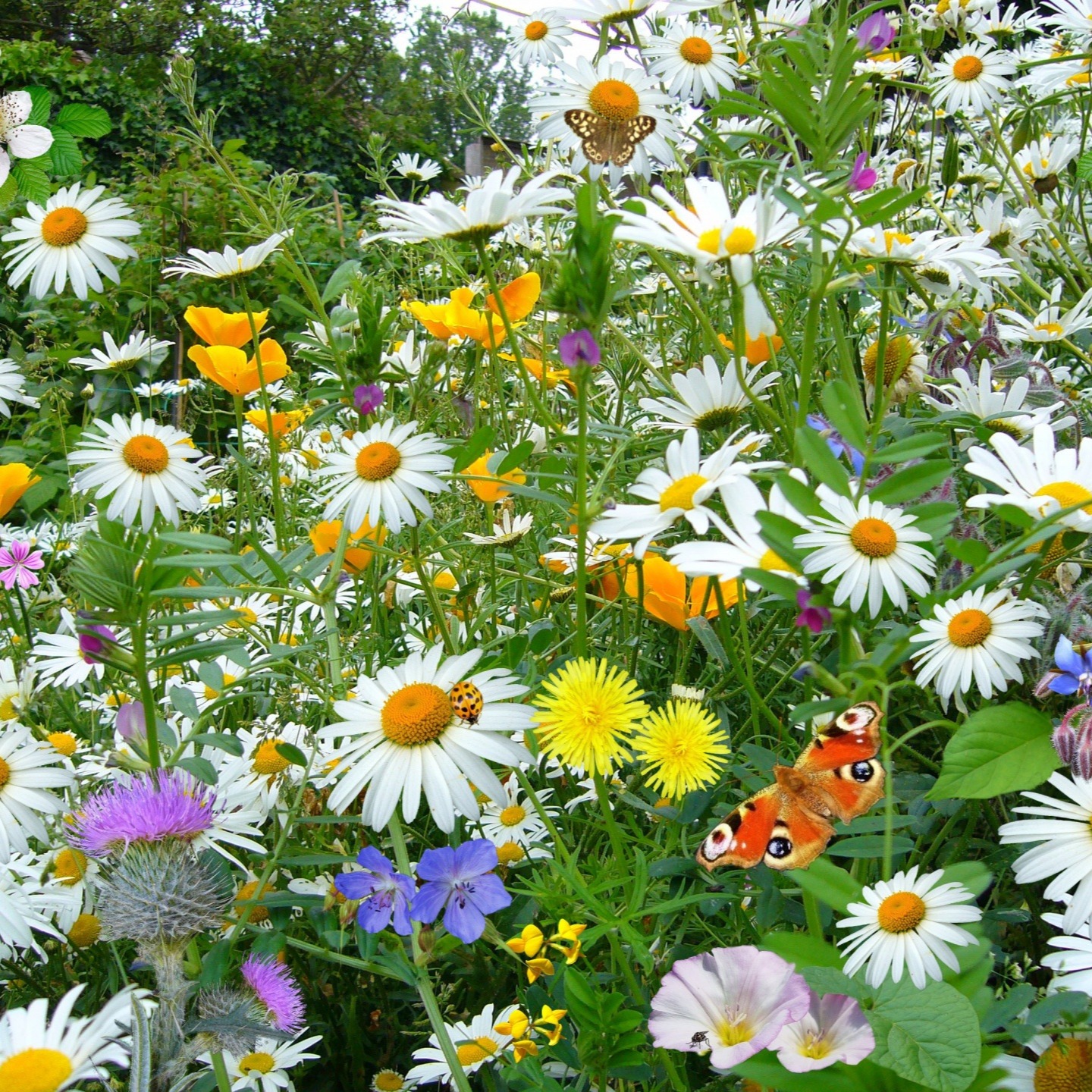 Photo de Marie-Annick PINCEPOCHE